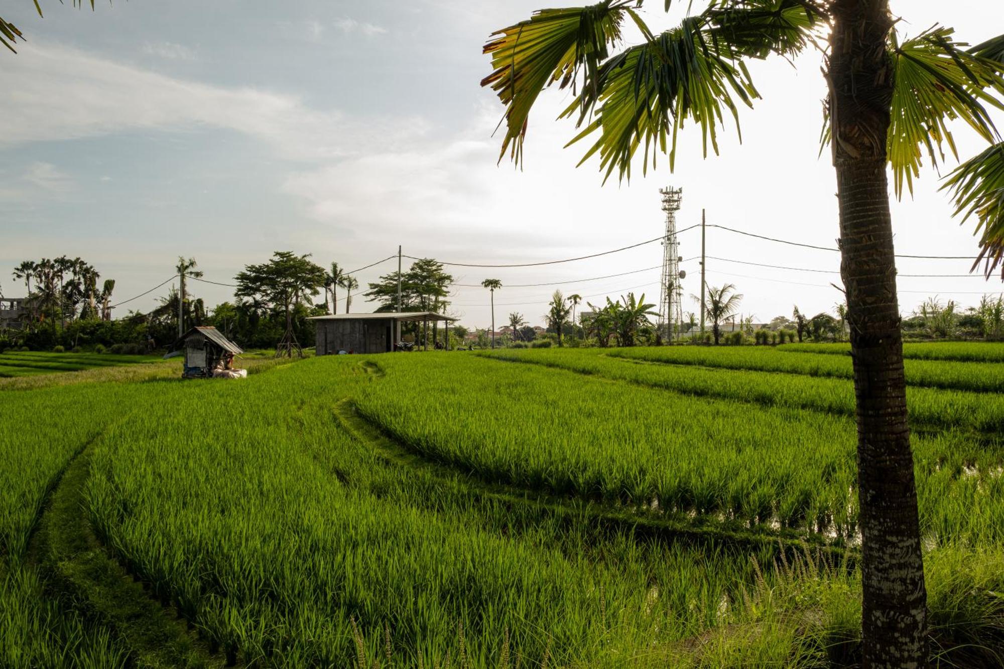 Padi Villa Canggu Eksteriør billede