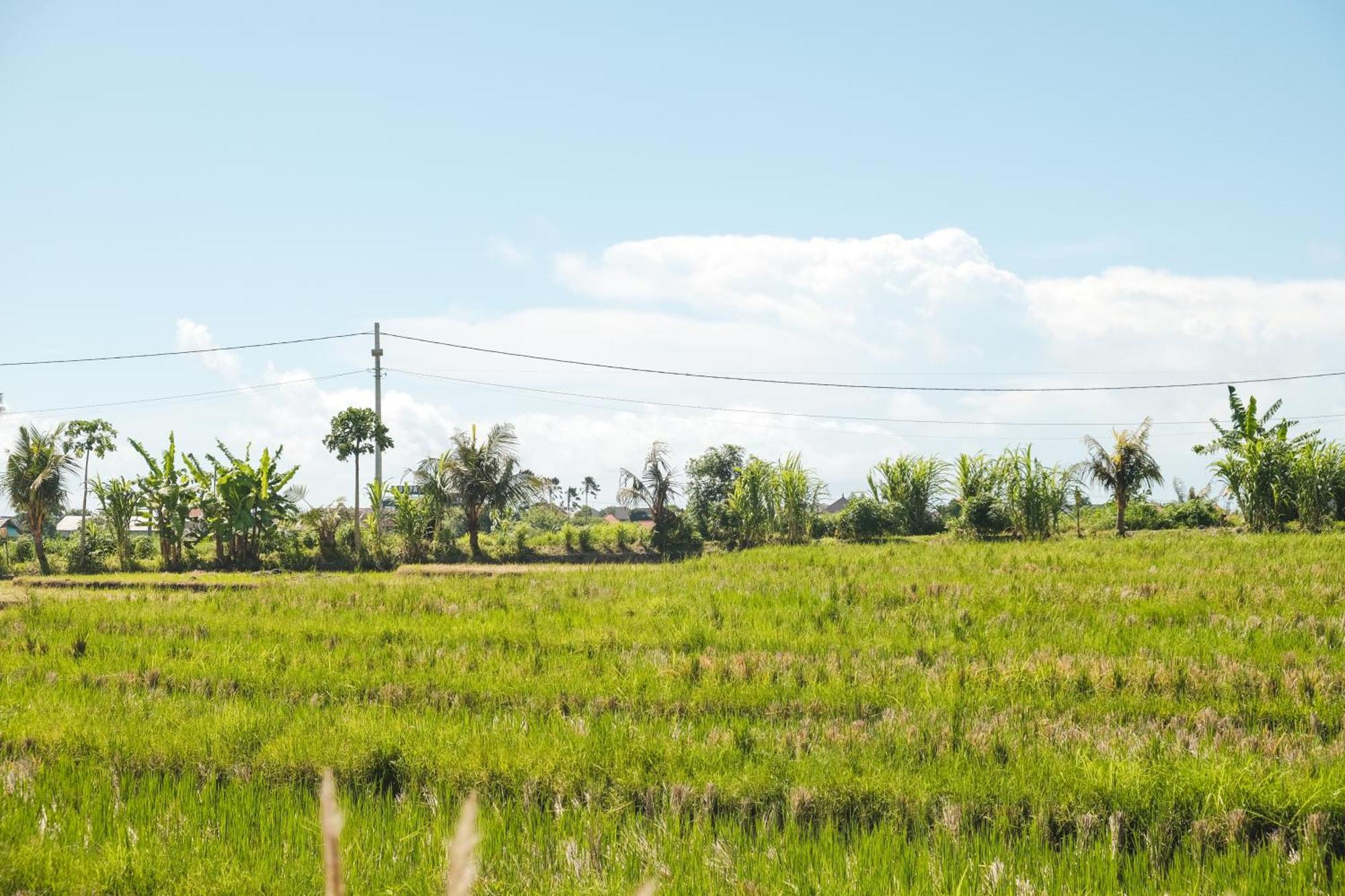 Padi Villa Canggu Eksteriør billede
